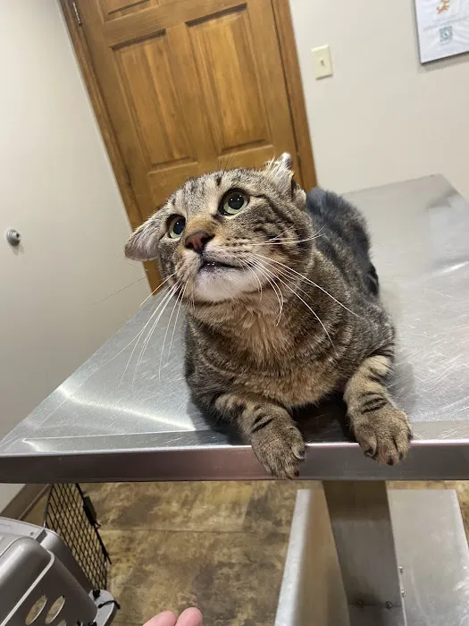 Chachere Veterinary Clinic PC 12