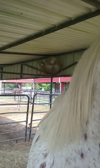 Equine Medicine & Surgery 12
