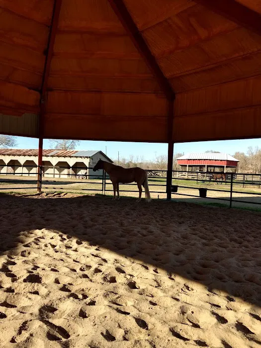 Equine Medicine & Surgery 12