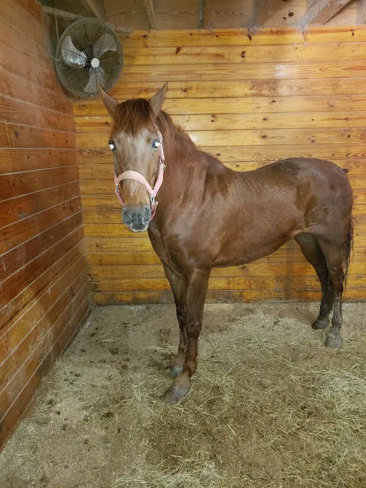 Equine Medicine & Surgery 12