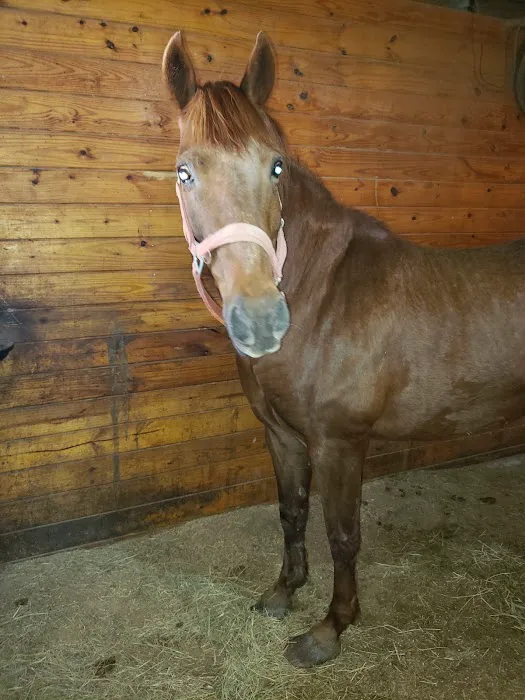 Equine Medicine & Surgery 12