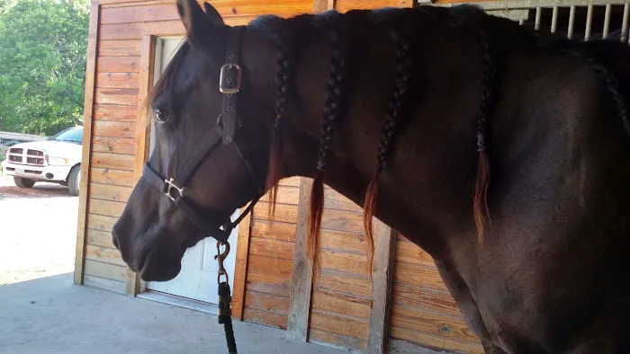 Equine Medicine & Surgery 12