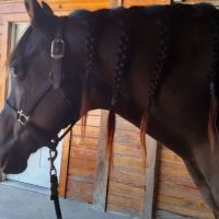 Equine Medicine & Surgery ico