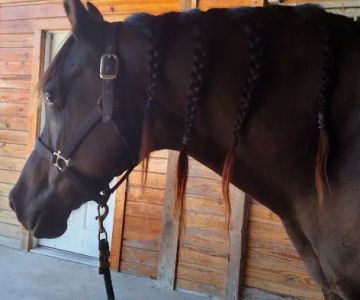 Equine Medicine & Surgery