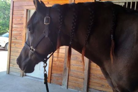 Equine Medicine & Surgery