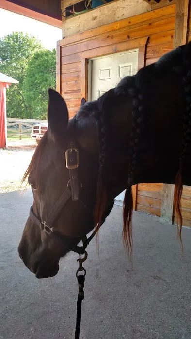 Equine Medicine & Surgery 12