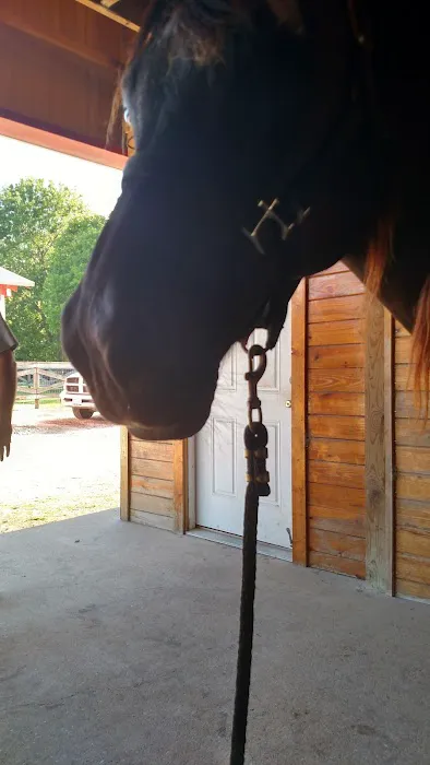 Equine Medicine & Surgery 12