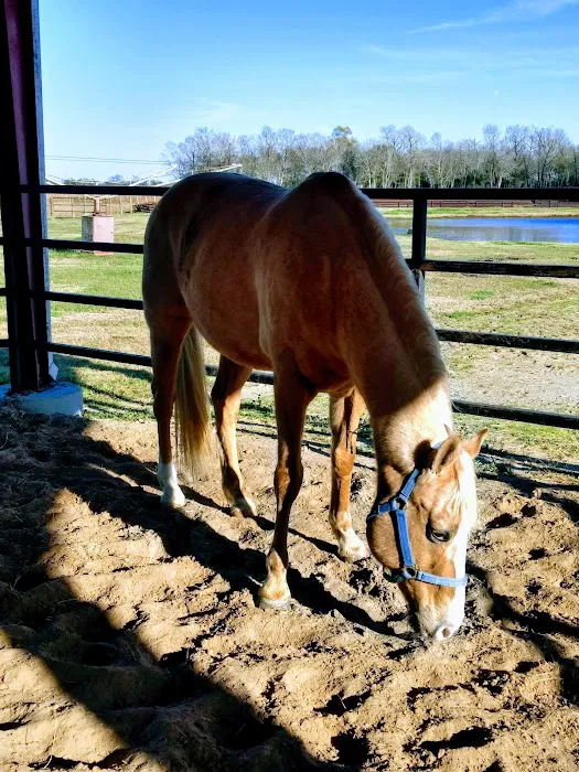 Equine Medicine & Surgery 12