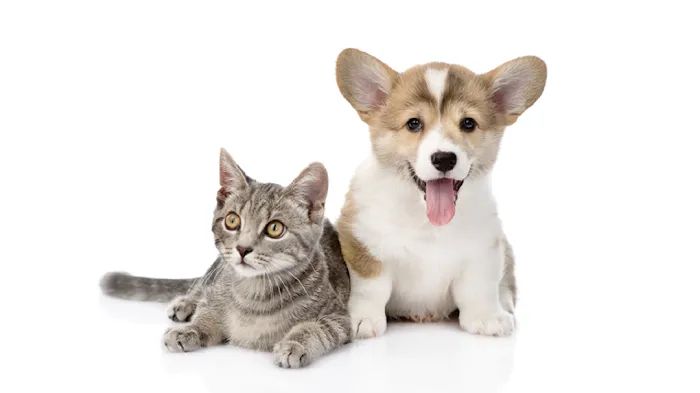 Major Drive Veterinary Clinic 12