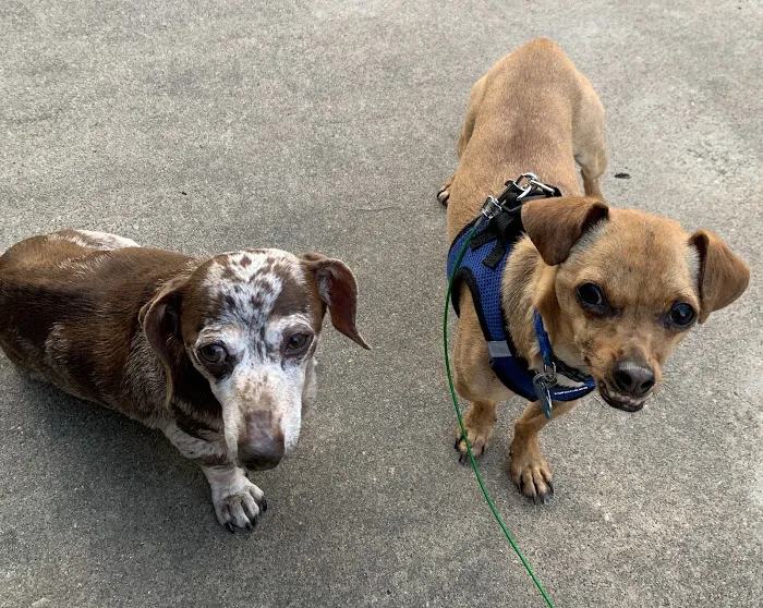 Neighborhood Veterinary Centers 12