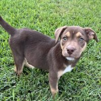 Neighborhood Veterinary Centers ico