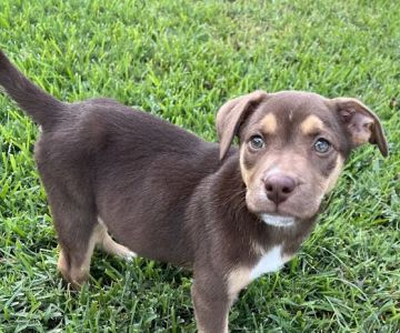 Neighborhood Veterinary Centers