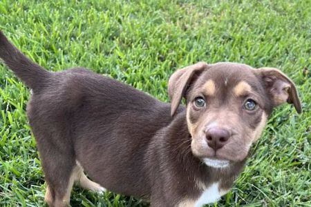 Neighborhood Veterinary Centers