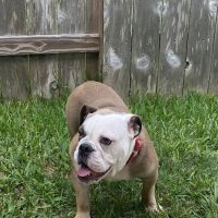 Dickinson Animal Hospital & Pet Wellness Center ico