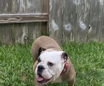 Dickinson Animal Hospital & Pet Wellness Center