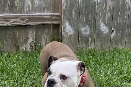 Dickinson Animal Hospital & Pet Wellness Center