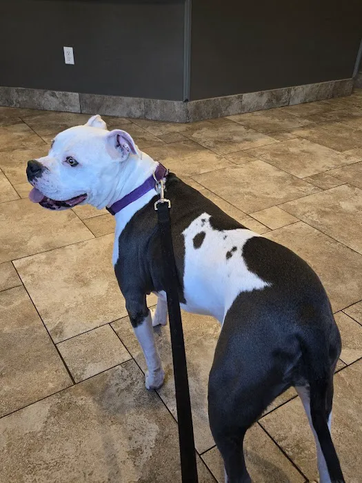 Dickinson Animal Hospital & Pet Wellness Center 12