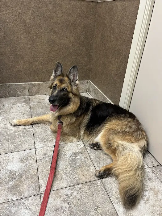 Dickinson Animal Hospital & Pet Wellness Center 12