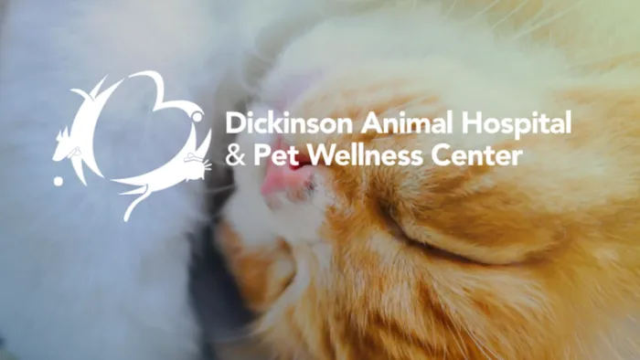 Dickinson Animal Hospital & Pet Wellness Center 12
