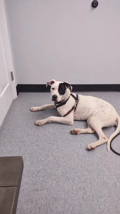 Manvel Lakes Animal Hospital 4