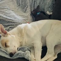 Manvel Lakes Animal Hospital ico