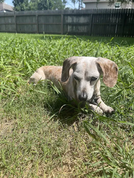 Manvel Lakes Animal Hospital 2