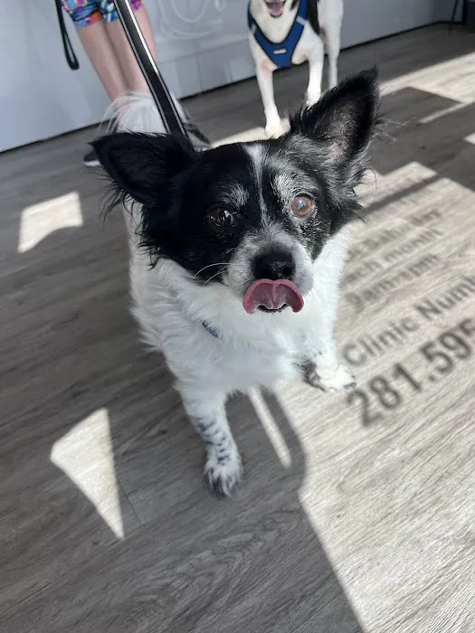 EasyVet Veterinarian Iowa Colony 12