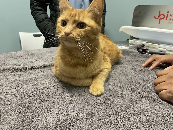 EasyVet Veterinarian Iowa Colony 12