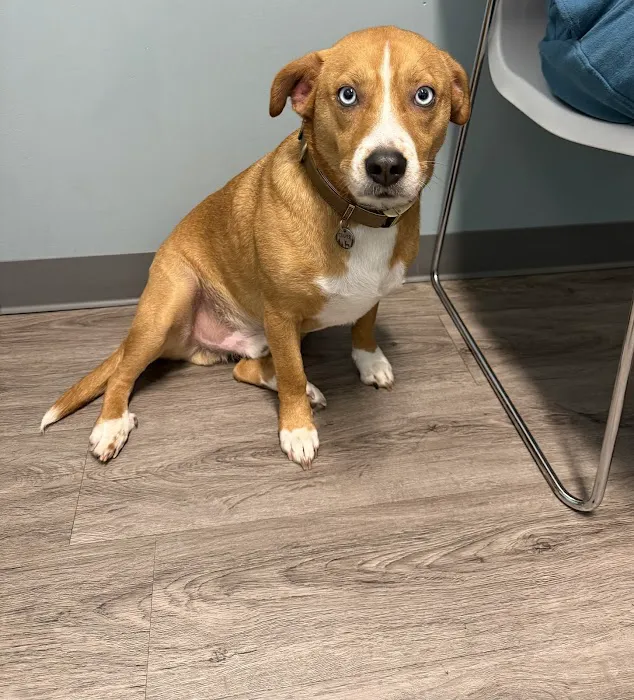 EasyVet Veterinarian Iowa Colony 12