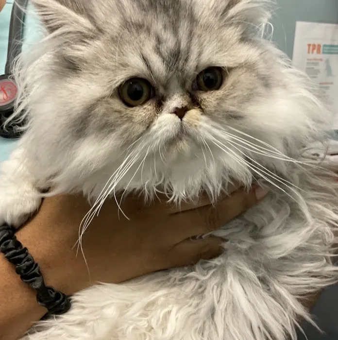EasyVet Veterinarian Iowa Colony 12