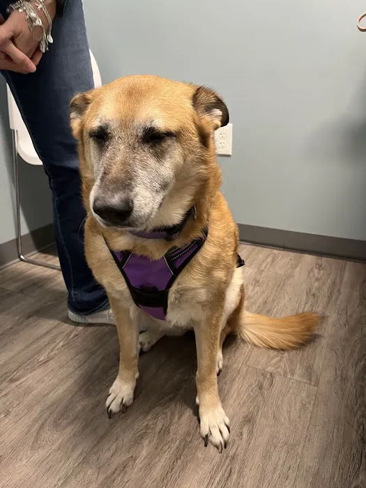 EasyVet Veterinarian Iowa Colony 12