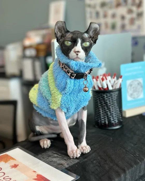 EasyVet Veterinarian Iowa Colony 12