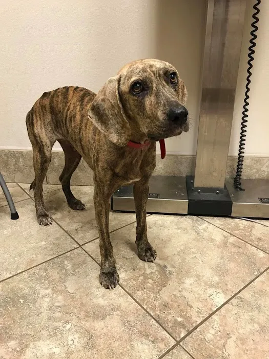 Triangle Animal Clinic 12