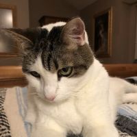 Triangle Animal Clinic ico