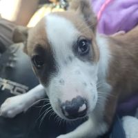 Vetco Total Care Animal Hospital ico