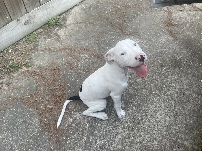 Emergency Pet Care of Texas 12