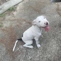 Emergency Pet Care of Texas ico