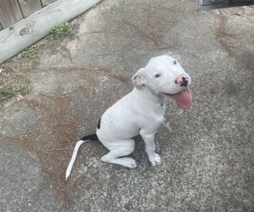 Emergency Pet Care of Texas