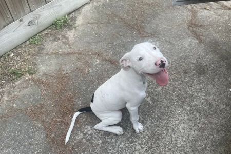 Emergency Pet Care of Texas