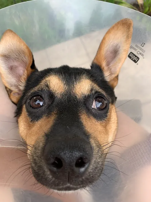 FM 1488 Animal Medical Center 12