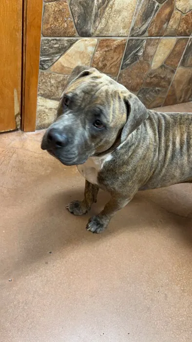 FM 1488 Animal Medical Center 12