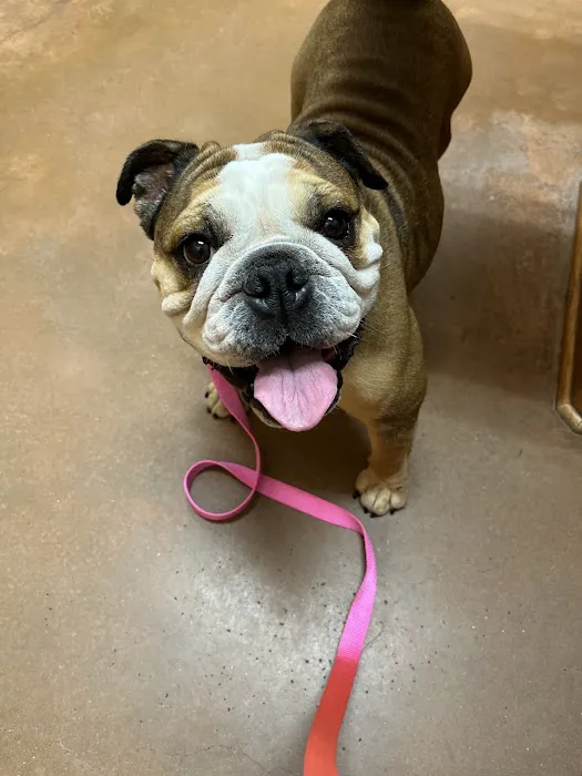 FM 1488 Animal Medical Center 12