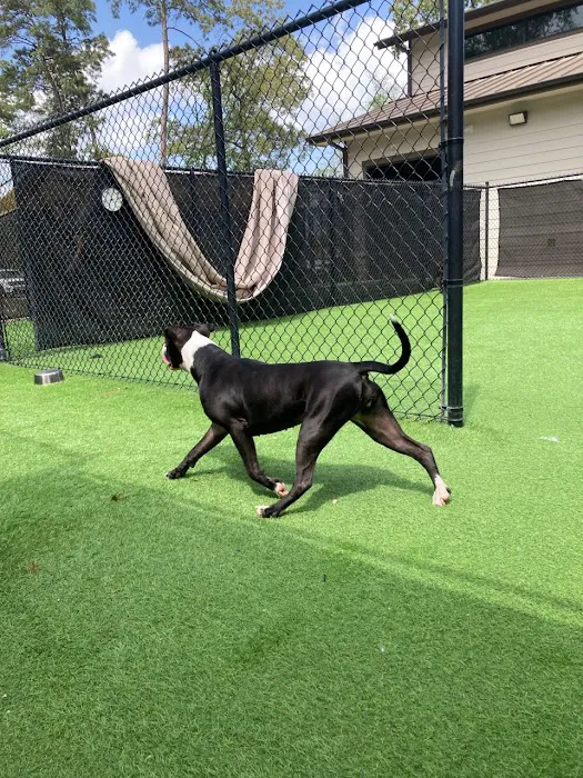 Stone Ridge Veterinary Medical Center & Pet Resort 12