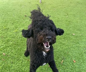 Stone Ridge Veterinary Medical Center & Pet Resort