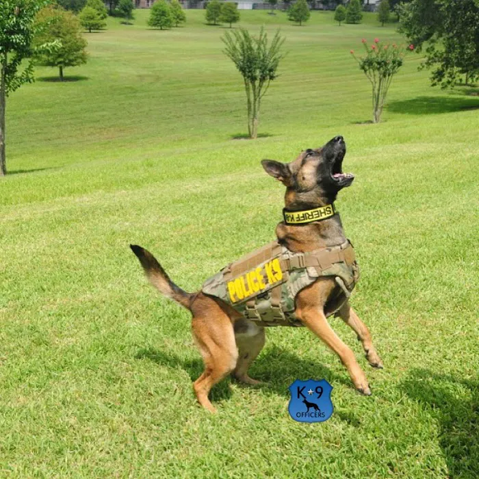 Texas Veterinary Dental Center 12