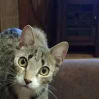 Mid Island Animal Hospital: Mitchell Kornet DVM ico