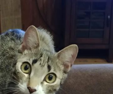 Mid Island Animal Hospital: Mitchell Kornet DVM