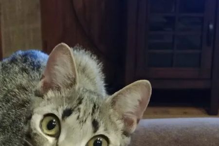 Mid Island Animal Hospital: Mitchell Kornet DVM