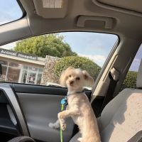 Mid Island Animal Hospital ico