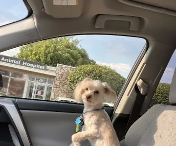 Mid Island Animal Hospital
